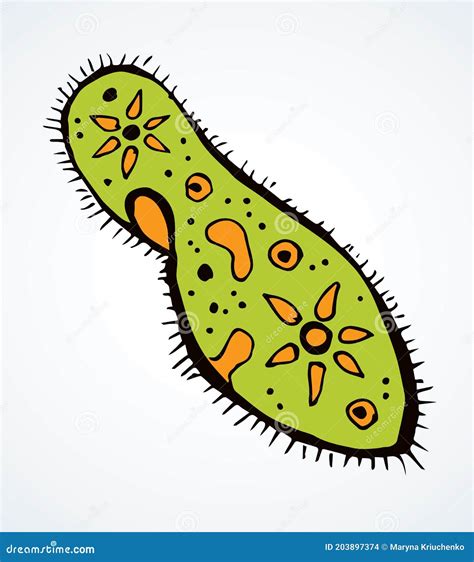 Paramecium Caudatum. Vector Drawing Icon Stock Vector - Illustration of ...