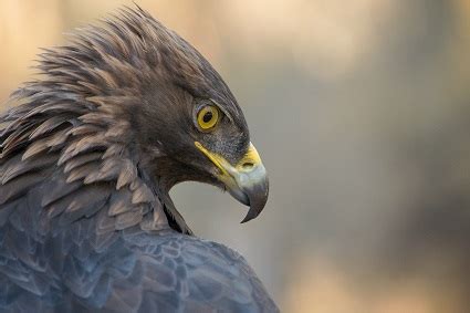 Part 1: The Story of the Golden Eagle - High Desert Museum