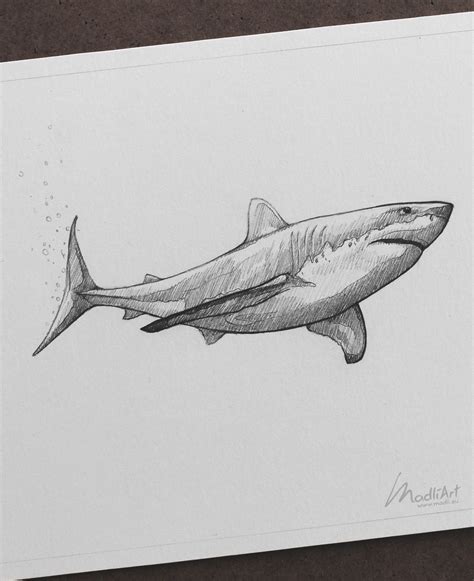 a pencil drawing of a shark on paper