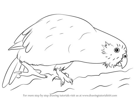 Learn How to Draw a Kakapo (Parrots) Step by Step : Drawing Tutorials