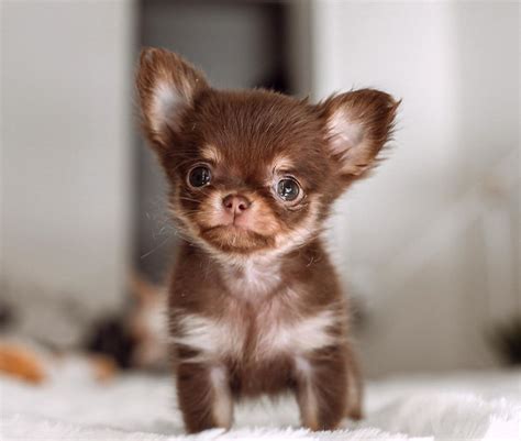 Chihuahua Terrier Mix Light Brown - Pets Lovers