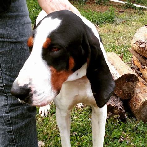 Treeing Walker Coonhound Puppies For Sale | Sweetwater, TN #131324