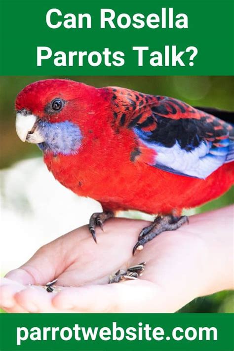 Can Rosella Parrots Talk? (Answered!) - Parrot Website