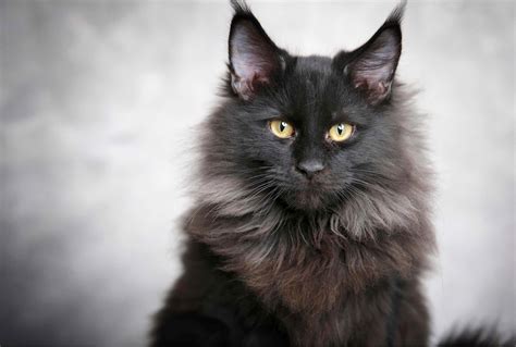 Black Maine Coon Cats - Everything You Need To Know - Pets Gal