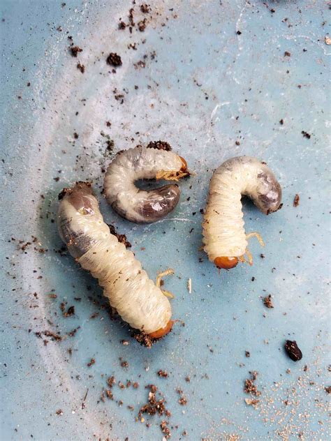 How to Kill Grubs & Garden Soil Pests Organically w/ Beneficial Nematodes ~ Homestead and Chill