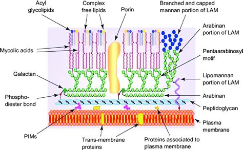 Schematic representation of Mycobacterium, showing the main components... | Download Scientific ...