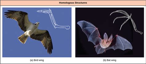 Homologous and Analogous Traits | Biology for Majors II