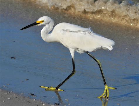 Aigrette Neigeuse Des Oiseaux - Photo gratuite sur Pixabay