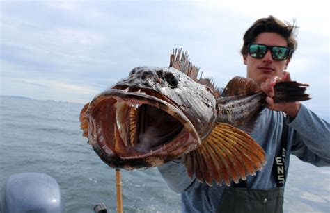 Come catturare Lingcod | Reef Recovery