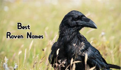 120+ Best Raven Names - Best Ways To Name Your Pet Raven - PetPress