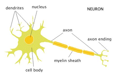 12 Difference Between Axon And Dendrites (With Pictures) - VIVA DIFFERENCES