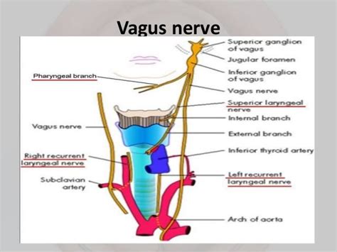 APPROACH TO A PATIENT WITH VOCAL CORD PARALYSIS