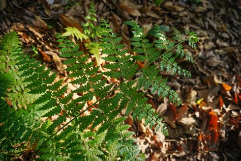 Green Leaves Texture in the Forest Stock Image - Image of closeup ...