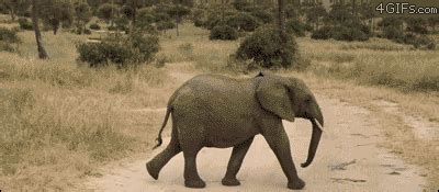 Baby-elephant-running