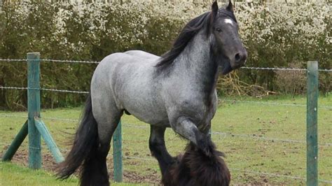 Blue Roan Brabant Draft Horses | Raw Power Meets Beauty | Belgian horse, Largest horse breed ...