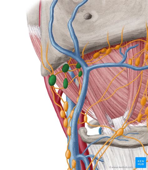 Submandibular triangle: Anatomy and clinical notes | Kenhub