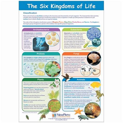 The Six Kingdoms of Life Poster Each:Education Supplies, Quantity: Each | Fisher Scientific