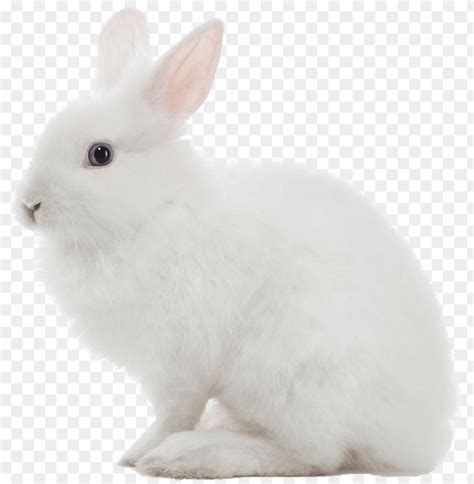 Free PNG White Rabbit Image with Transparent Background