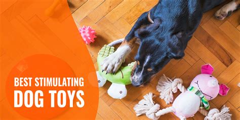 Brain Stimulating Toys For Dogs | Wow Blog