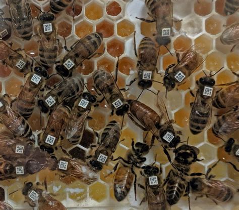 A Viral Battle In The Honey Bee Hive | Department of Ecology, Evolution ...