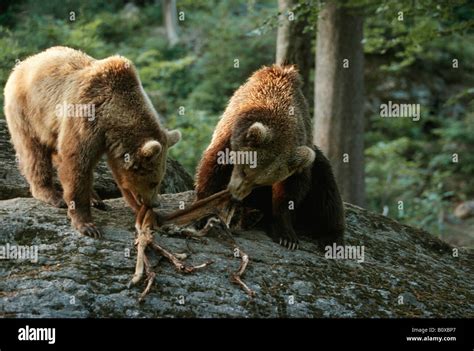 brown bear (Ursus arctos), brown bear eating deer, mother with 2 years ...