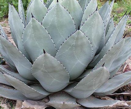 Agave parryi subsp. parryi - Parrys Agave - Mescal Agave seeds