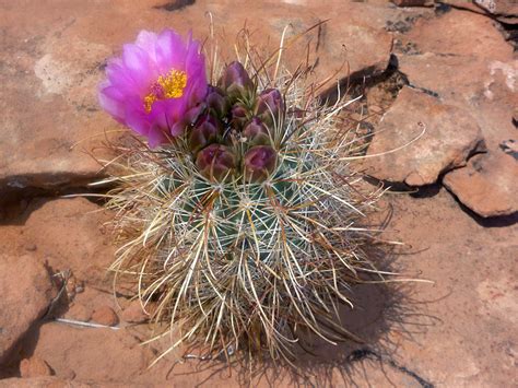 Cacti of Utah, USA