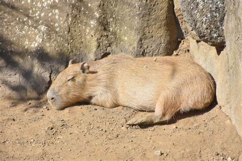 Celebrate 40 Years of Capybaras Soaking in Warm Waters at Izu Shaboten Zoo