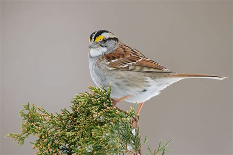 White-throated Sparrow 5