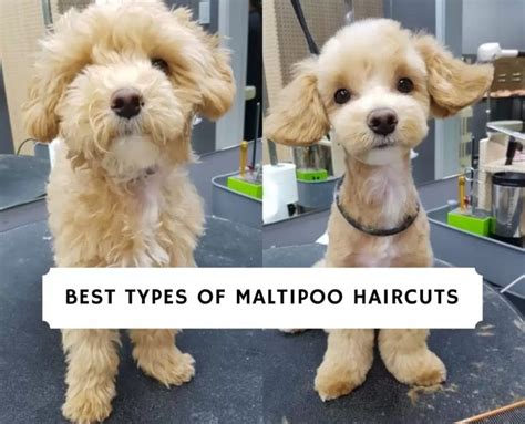 Best Types of Maltipoo Haircuts with Pictures! (2021) - We Love Doodles ...