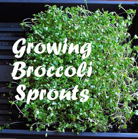 How to Grow Broccoli Sprouts Indoors - Oak Hill Homestead