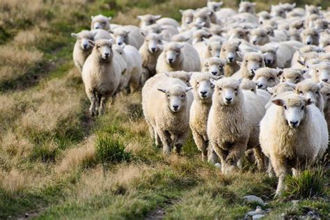 4 Of The Best Sheep Farms To Visit In The UK | So Cosy