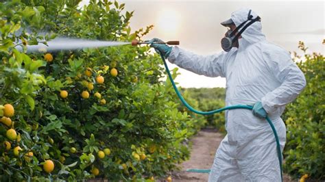 What Is The Best Lemon Tree Fertilizer? How And When To Apply It