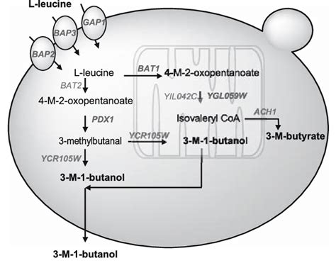 Schematic representation of metabolic routes of L-leucine, leading to... | Download Scientific ...