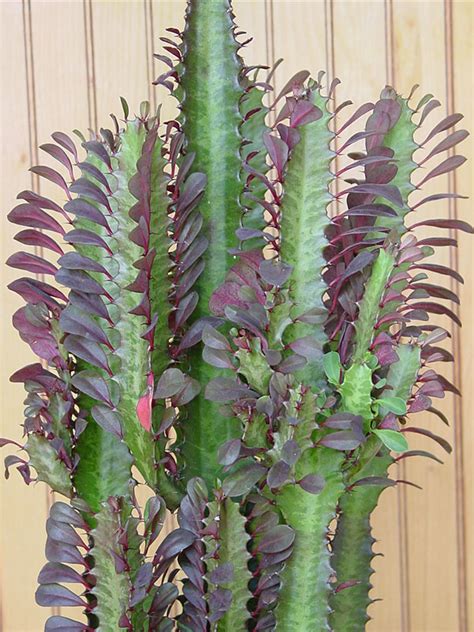 Euphorbia Trigona Red Cathedral Cactus (euphorbiaceae) – Urban Xeriscape