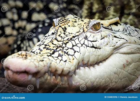 New Guinea Crocodile (Crocodylus Novaeguineae) Stock Photo - Image of hunt, guinea: 33483596