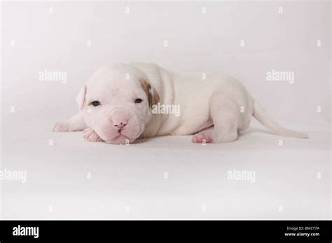 American Bulldog Baby Stock Photo - Alamy