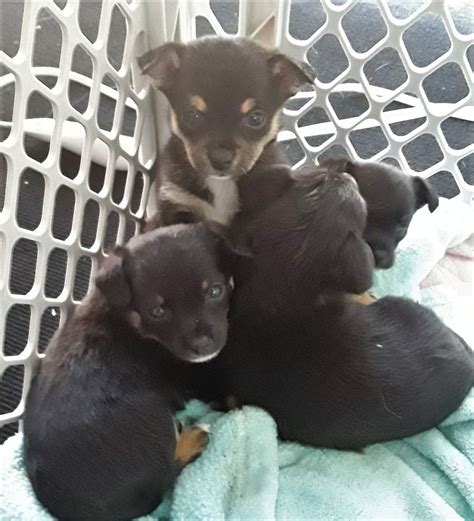 Chihuahua Puppies For Sale | Sparks, NV #275796 | Petzlover