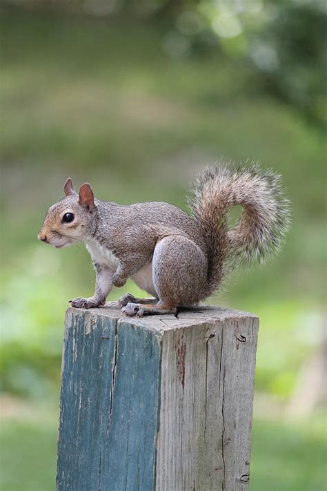 Squirrel Holding Paw Up Photograph by Thomas Vasas - Fine Art America