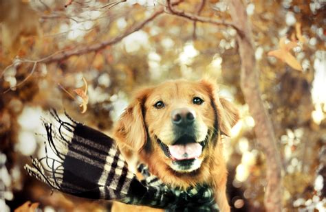 Golden Retriever #6881241