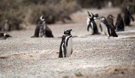 Ver pingüinos en Argentina en Puerto Madryn 🙌 | Howlanders