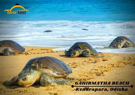 Gahirmatha Beach is one of the beautiful destinations in … | Flickr