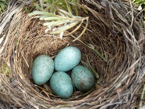 Quick Facts about Bird Nests - Birding World