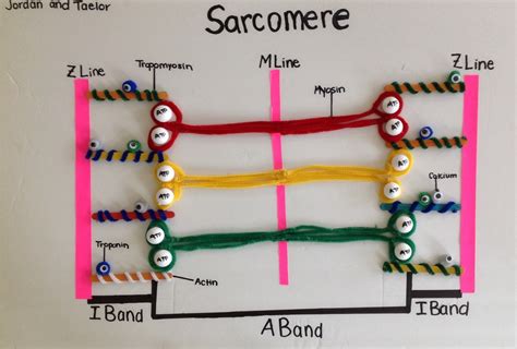 Sarcomere | Definition, Structure, & Sliding Filament Theory