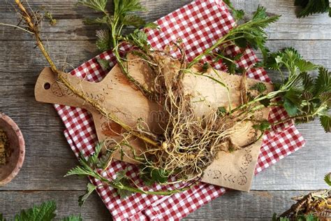 Nettle Root with Fresh Leaves on a Table, Top View Stock Photo - Image of medicine, alternative ...