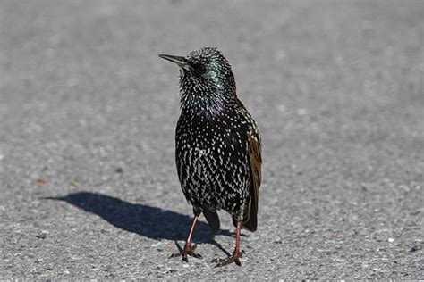 European Starling: Bird Identification, Habits, Facts, Nesting - Bird ...