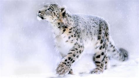 Snow Leopard Painting HD desktop wallpaper : Widescreen : High Definition : Fullscreen