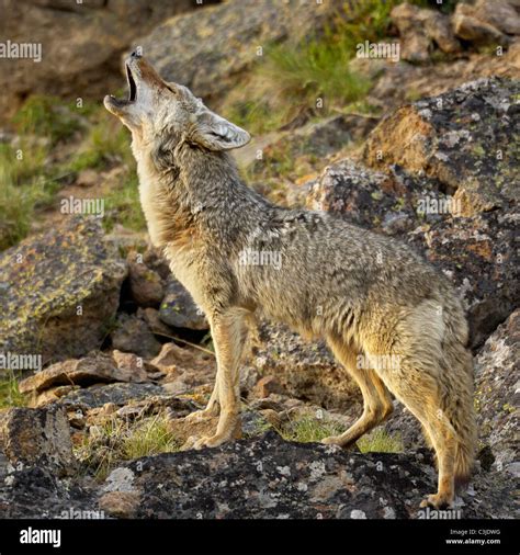 Western coyote howling hi-res stock photography and images - Alamy