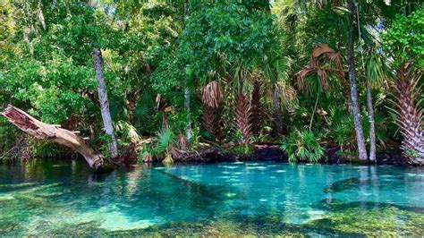 The 5 BEST Natural Springs Near Orlando - impulse4adventure - Florida ...