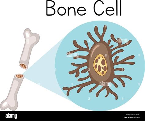 White Blood Cell Drawing Stock Photos & White Blood Cell Drawing Stock ...